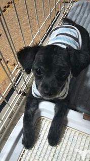 看板犬！