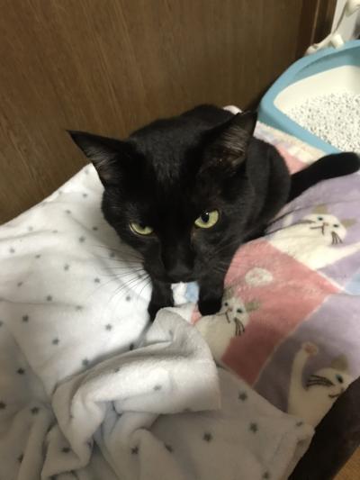 保護猫さくらちゃん