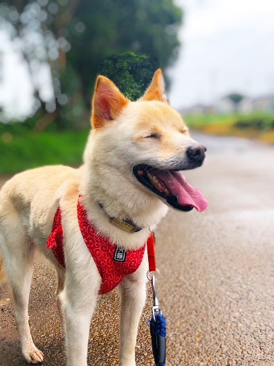 保護犬こけしくん